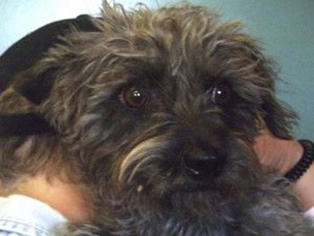 PACC pet adoptions